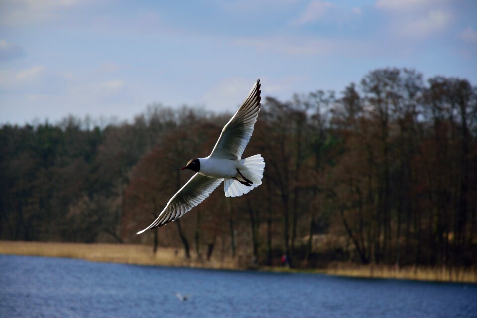 Nature wings sky