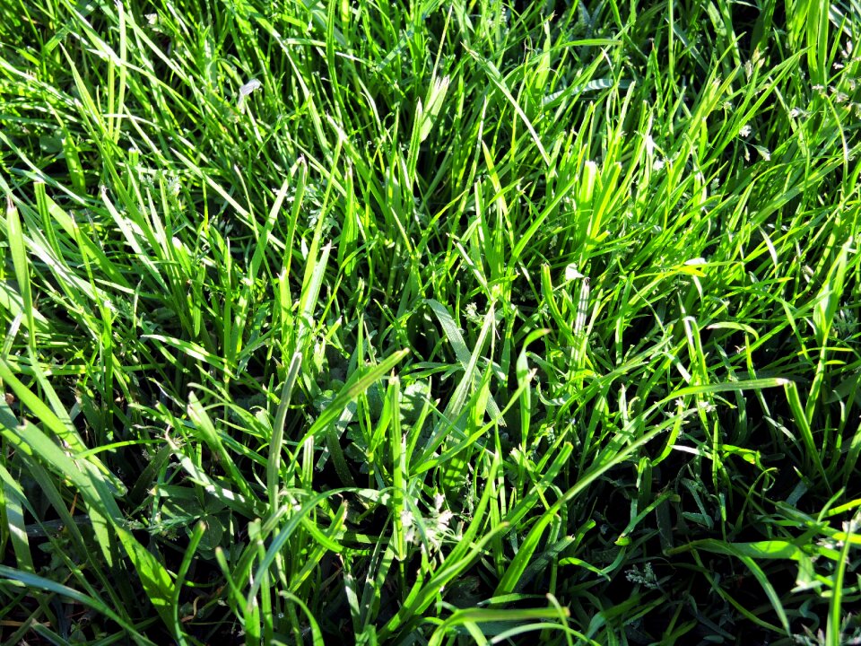 Dew background green