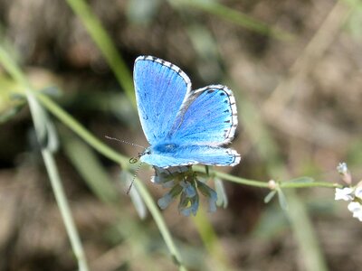 Blue butterfly blue-winged butterfly blauet