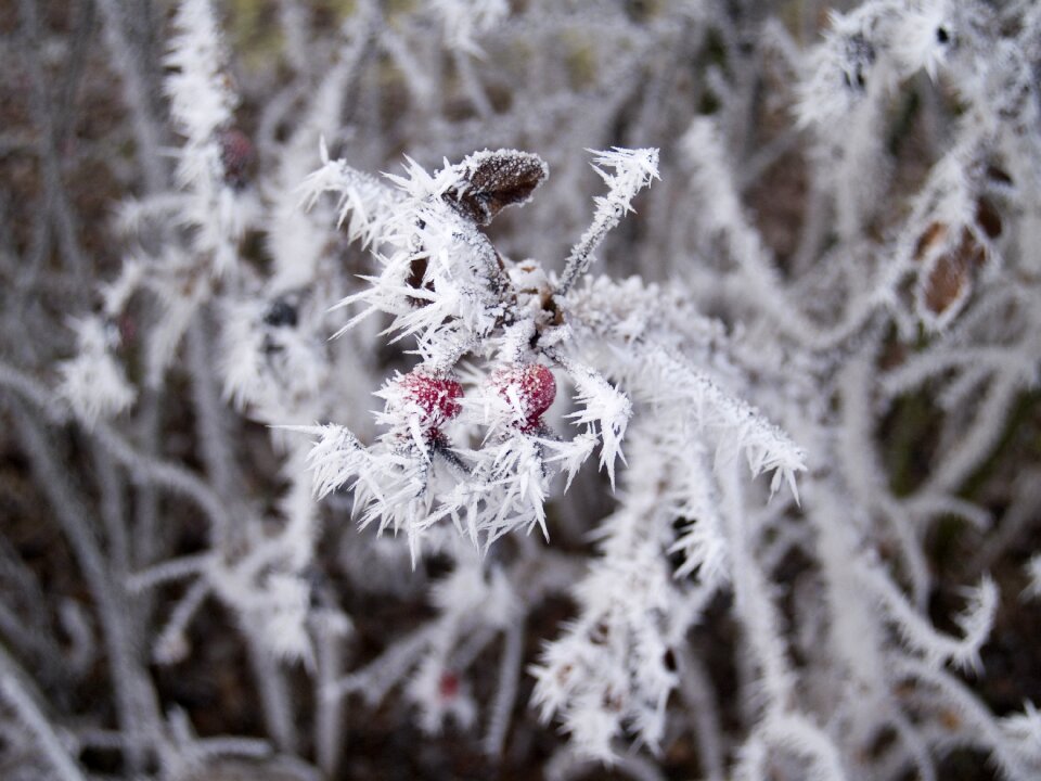Frost not cold frozen