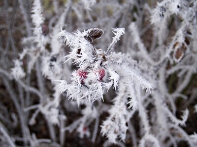 Frost not cold frozen