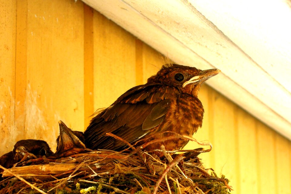 Blackbird cub the bird's nest