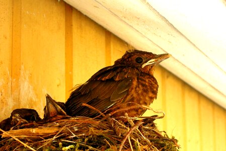 Blackbird cub the bird's nest photo