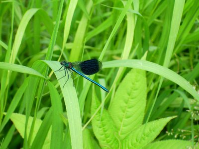 Please appreciate dragonfly blue-winged demoiselle