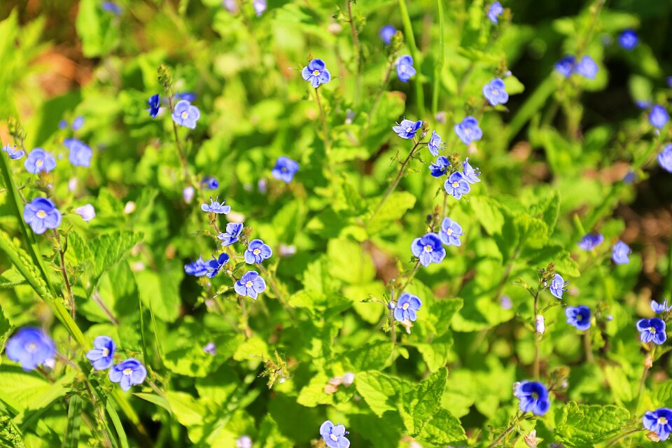 Nature flowers journey