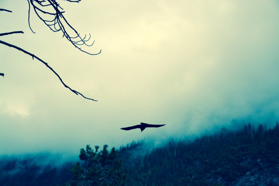 Black animal nature