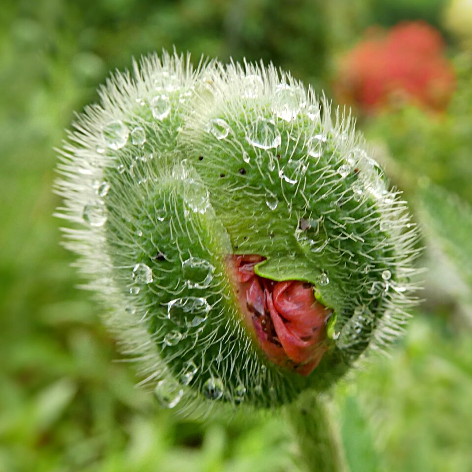 Klatschmohn bud spring