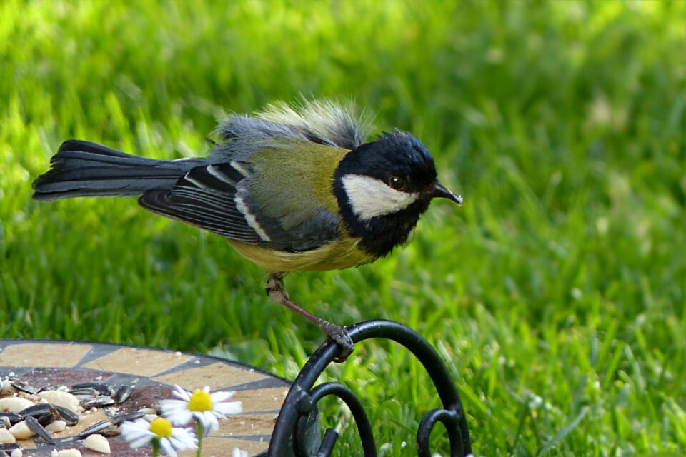 Songbird foraging garden