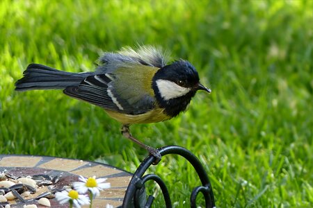 Songbird foraging garden