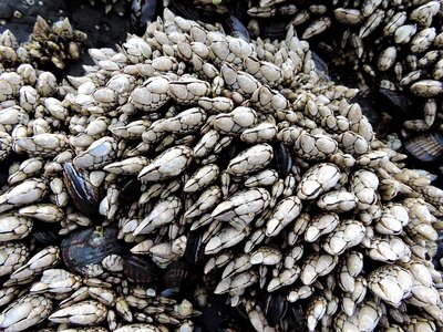 Animal shell beach