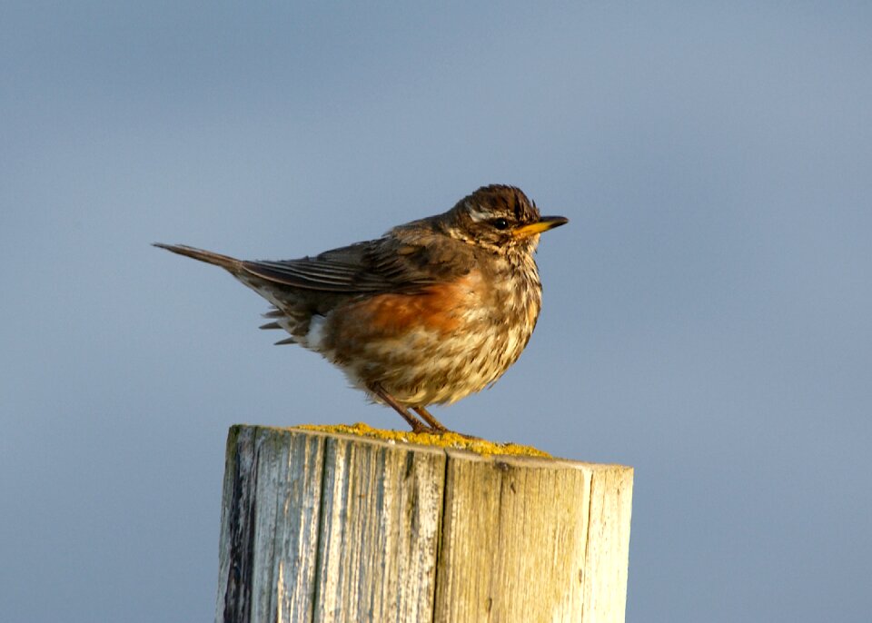 Sparrow fauna nature