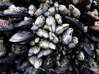 Animal shell beach