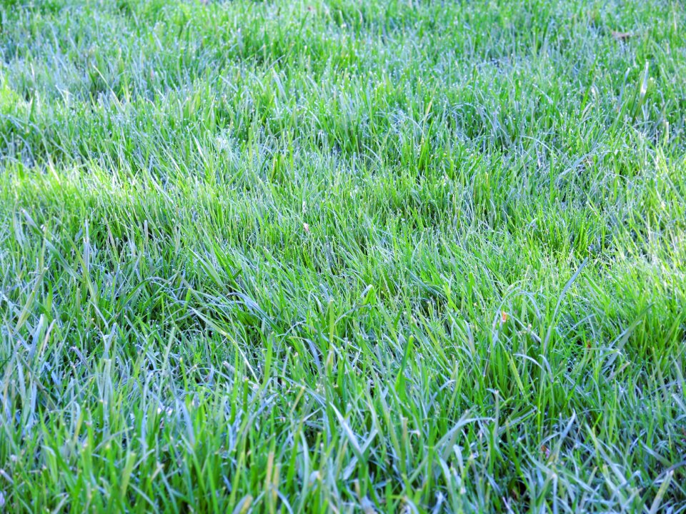 Dew background green