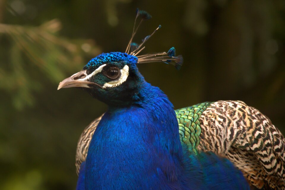 Peacock feathers colorful blue peacock photo