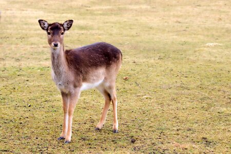 Animal young deer scheu