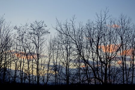 Tree landscape bare shaft