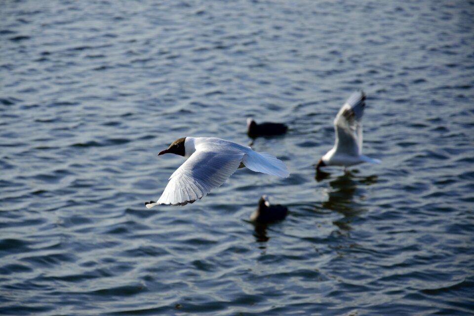 Nature wings lake