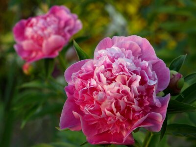 Flower pink flower plant photo