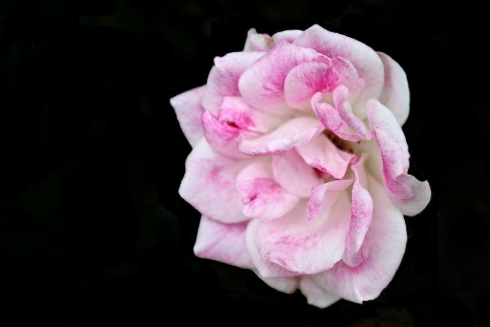 Summer rose pink flowers