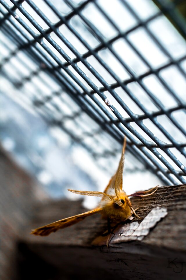 Story nature insect