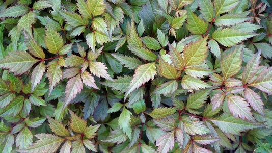 Garden leaves nature