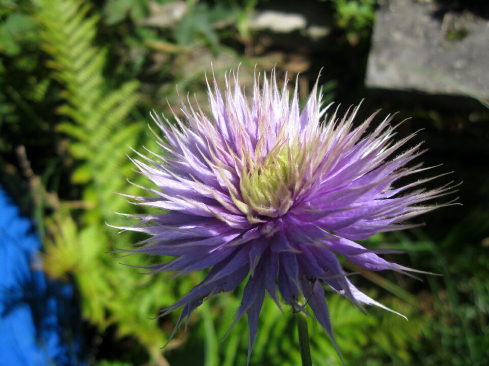 Clematis shines in bloom photo