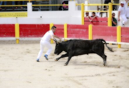 Camargue race animal horn