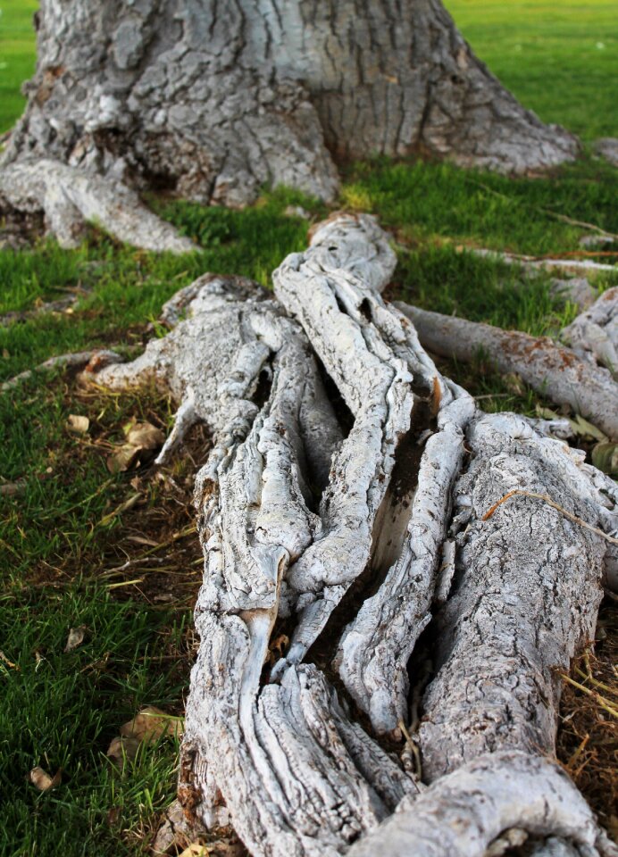 Growth bark tree