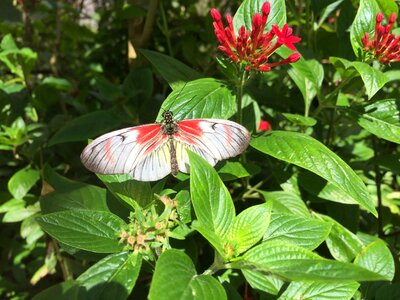 Insect outdoors nature