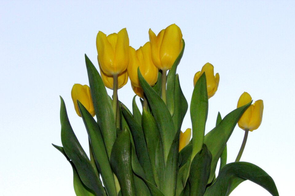 Spring flowers nature