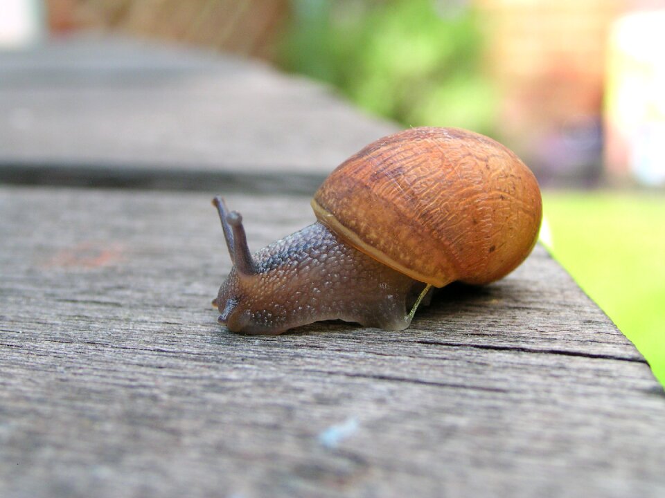 Wildlife garden