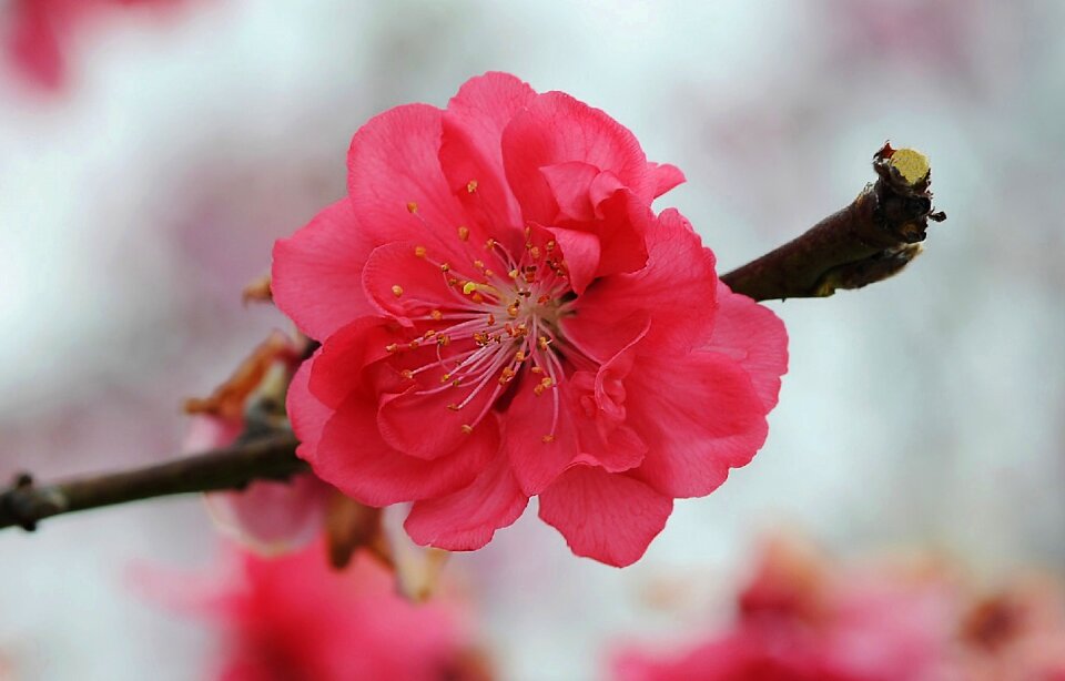 Pink petals branch single flower