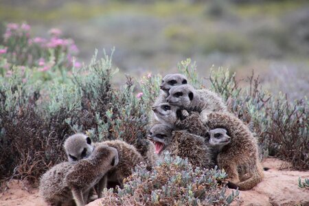 Nature meerkat south africa