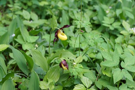 Orchid plant hattingen photo