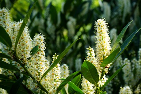 Nature branch fragrant