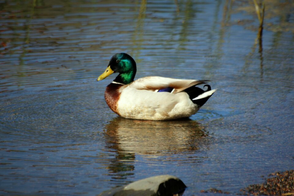 Water lake nature