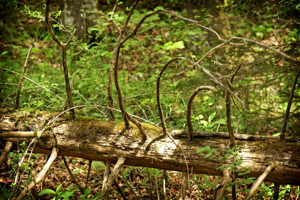 Nature wood moss