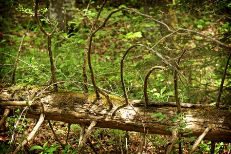 Nature wood moss photo