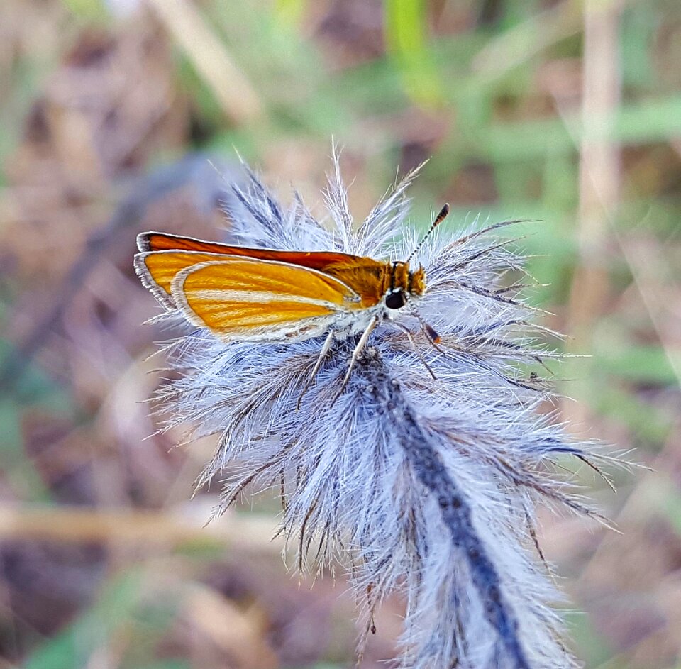 European skipper insect flying insect