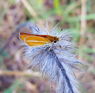 European skipper insect flying insect photo