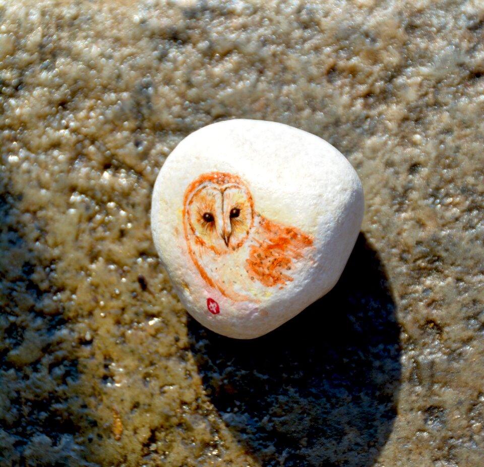 Rock nature animal