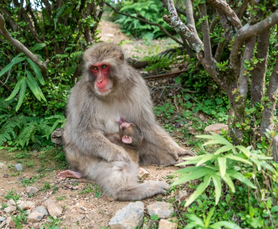 Monkey park mother baby