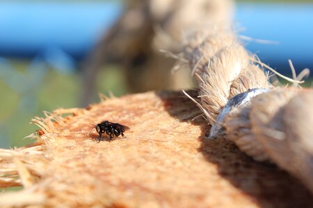 Nature wasp garden