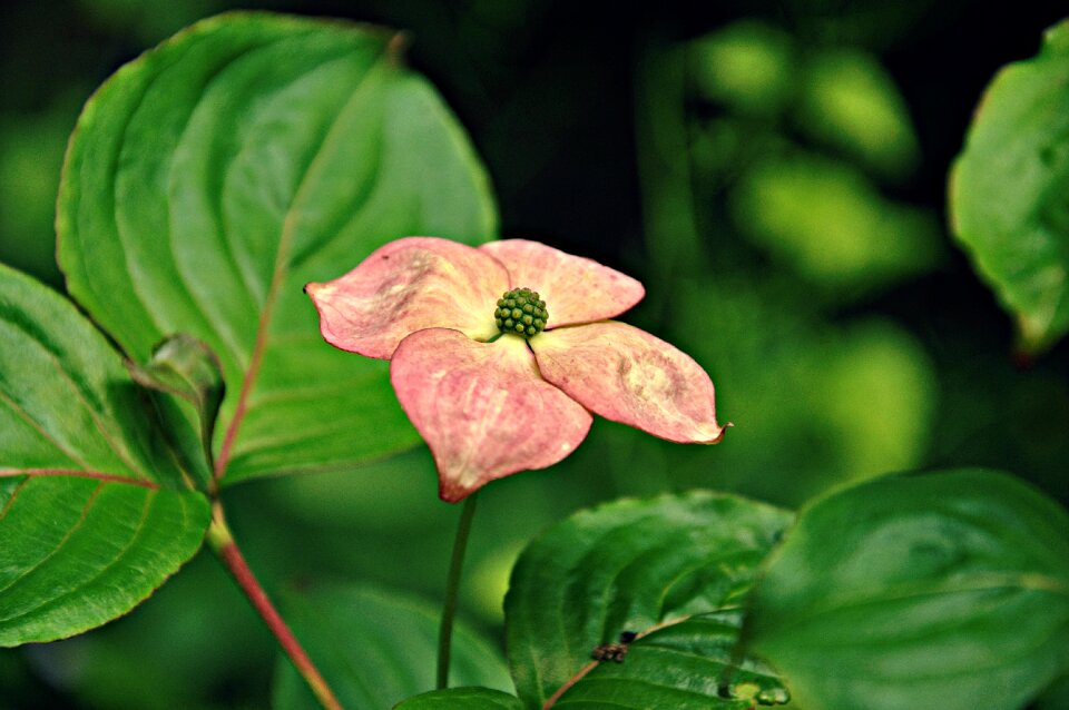 Blooming leaf nature