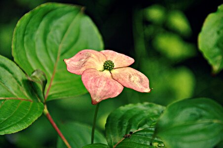Blooming leaf nature