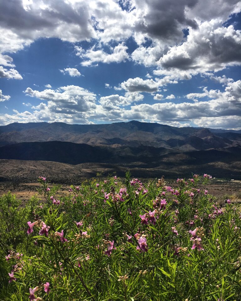 Nature flowers travel