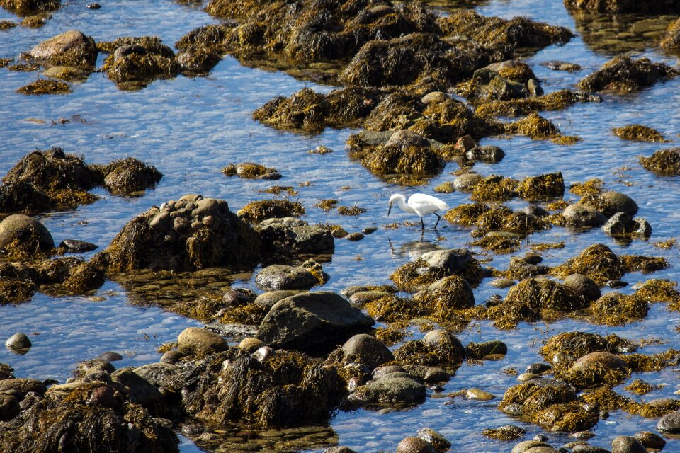 Snowy egret bird fishing