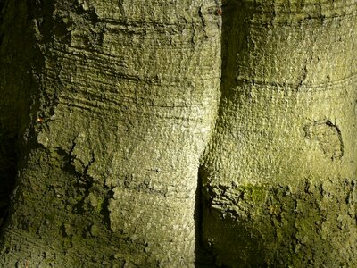 Nature bark beech forest