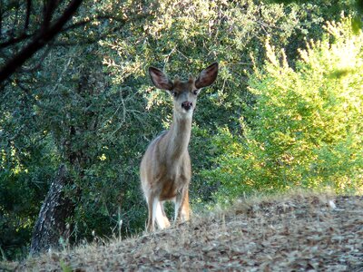 Wild forest hunting