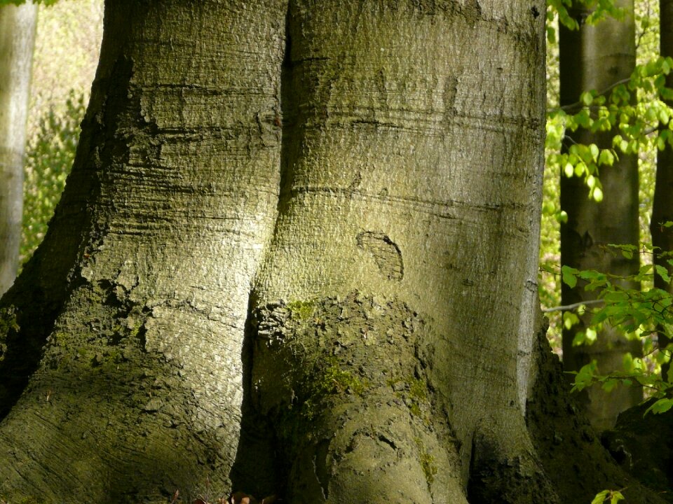 Nature bark beech forest